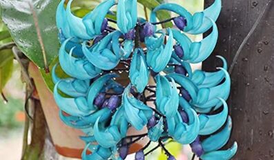 Jade Vine flower